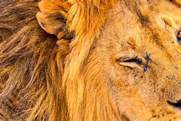 梦到老虎狮子了预示着什么？