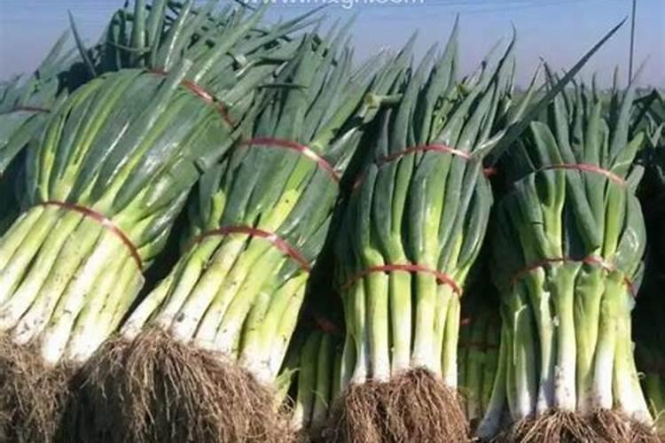 梦见大葱是什么预兆周公解梦？