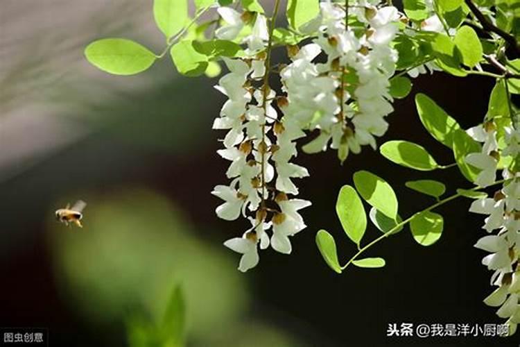 梦见树上开了好多槐花？