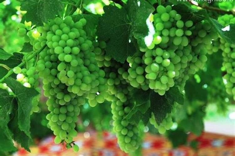 梦见葡萄树上结满葡萄