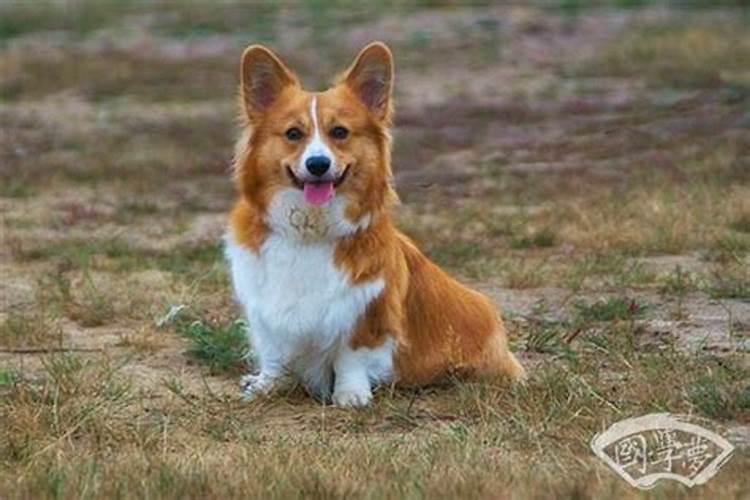 2026年2月生肖狗运势如何？