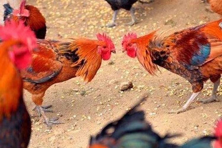 梦见鸡打架什么意思？