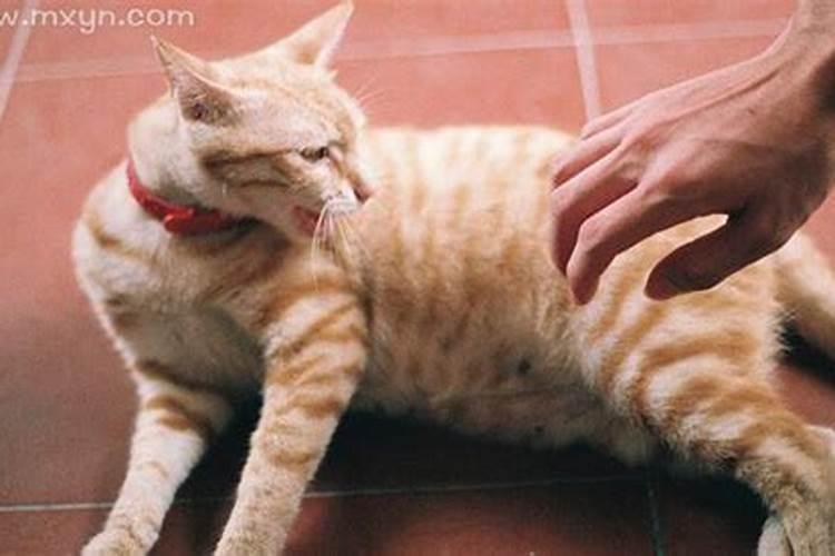 梦见猫伤人是什么预兆女人怀孕？