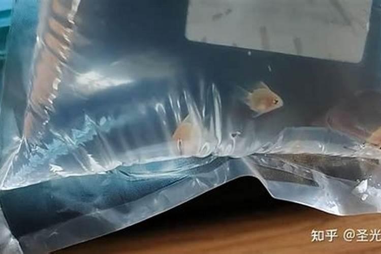 梦到买的鱼没到家就死了