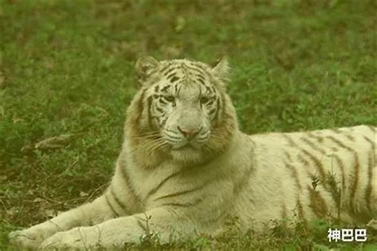 梦见老虎背我爬上去了什么意思？