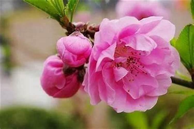 冬至桃花运好吗？