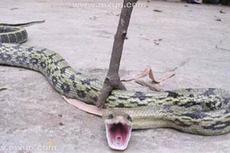 梦见蛇是什么预兆梦见蛇被杀了？