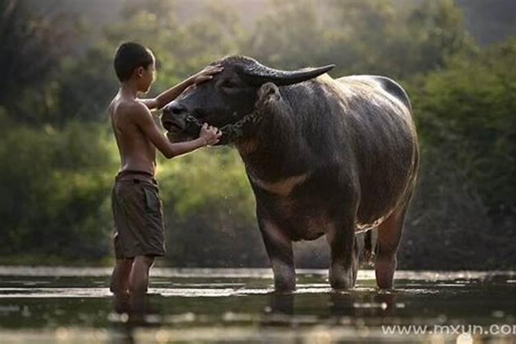 梦见河里有许多牛是什么意思？