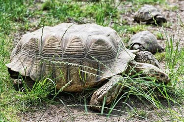 梦见大乌龟什么意思周公解梦？