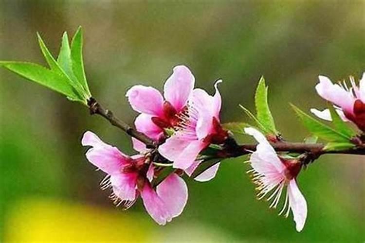 怎么斩桃花最有效？