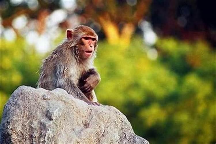 属猴的住几楼好？