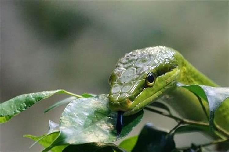 梦见别人吃蛇自己没吃到