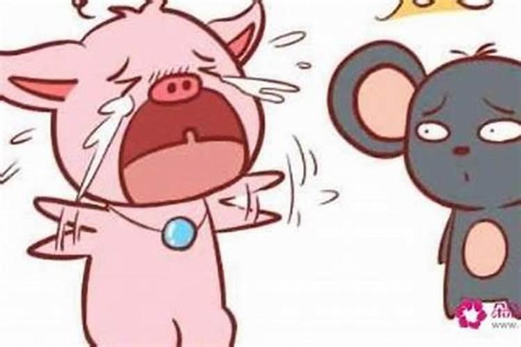 男鼠女猪合婚财运好吗？