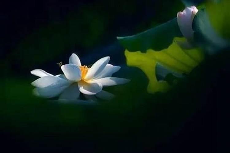 梦见墓地好多坟墓和死人在一起？