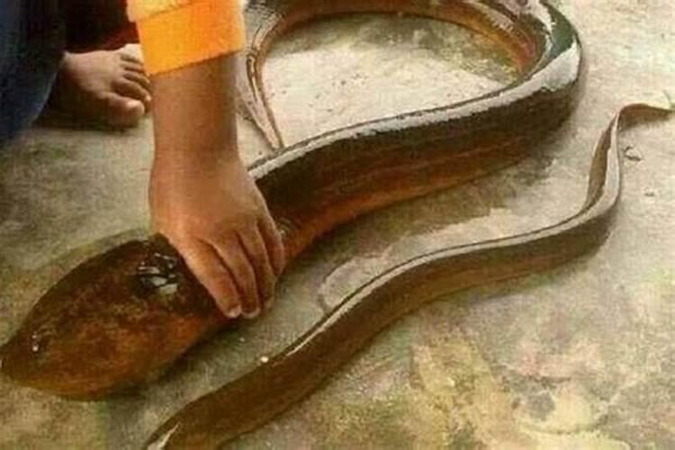 梦见别人捉住一条大鳝鱼