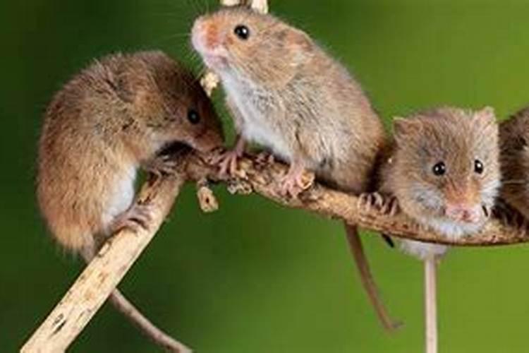 梦见老鼠是不是不好？