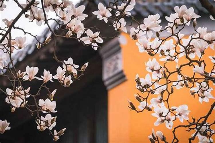 梦到死去的姐姐和我说话