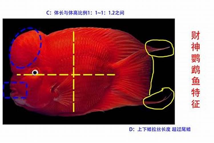 财神鱼与鹦鹉鱼的区别