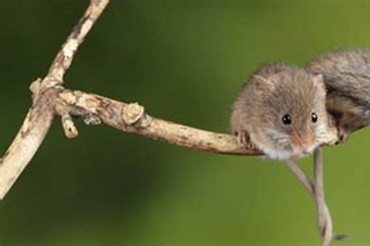 本命年梦见很多老鼠？