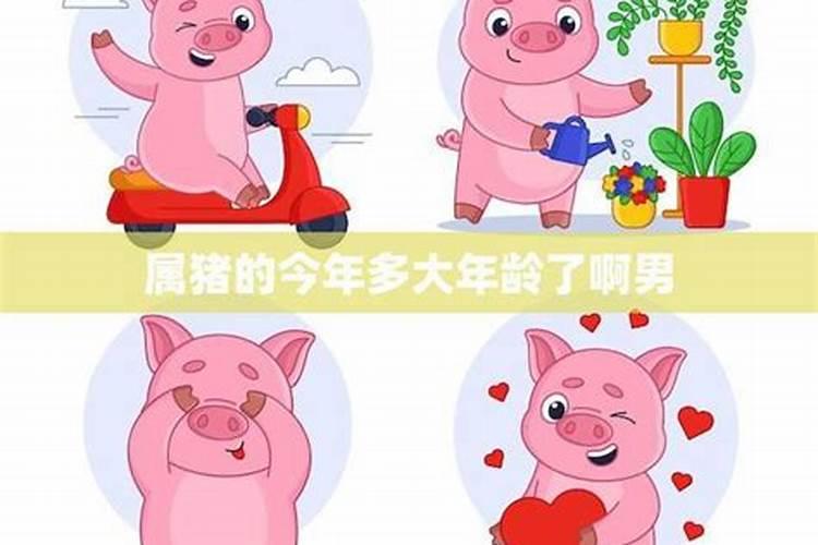 48岁属猪男人的今年感情运势