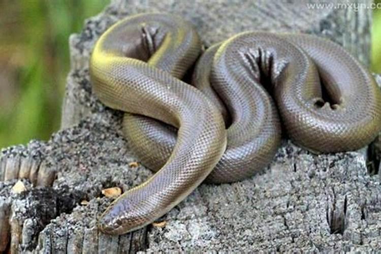 梦见好多蛇很害怕是什么预兆？