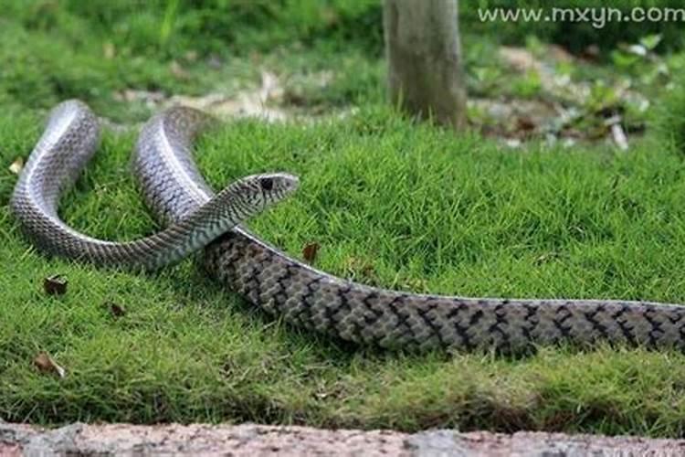 梦见被蟒蛇咬是什么意思周公解梦？