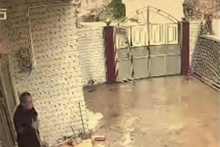 梦见几头又肥又壮大水牛？