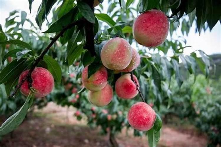 哪里有腊月桃树苗？