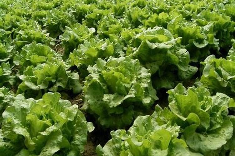 夏至时节能种植哪些农作物？