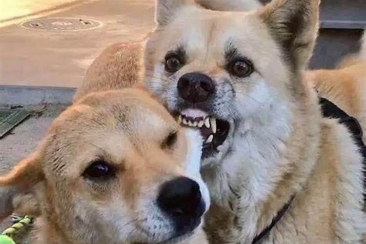 梦见狗咬我是什么预兆有血？