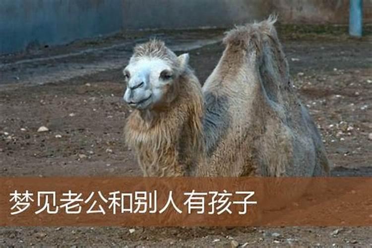 梦见老公有别人的孩子