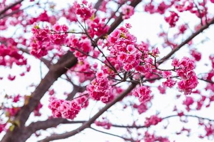 清明樱花祭是哪三首？