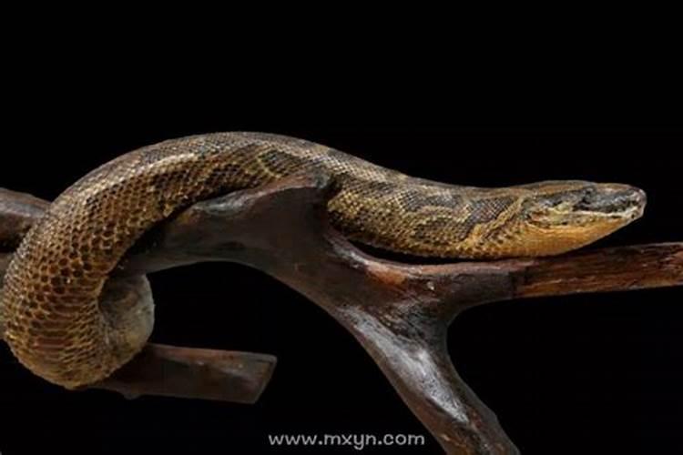 梦见蟒蛇咬人是什么预兆女人？