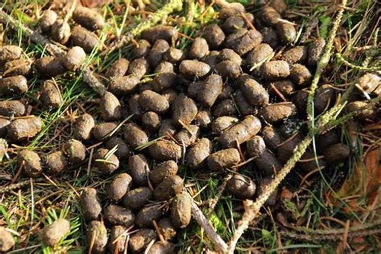 梦见东西掉到牛粪上买啥生肖？