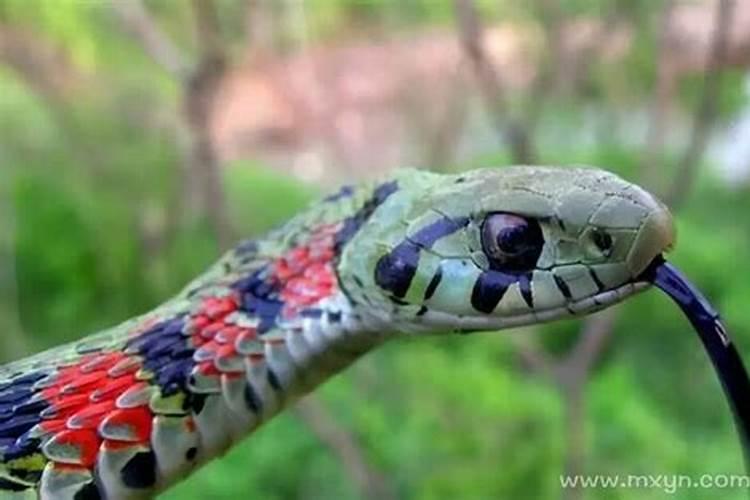 单身男梦见蛇什么预兆？