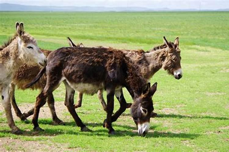 梦见驴咬我是什么意思？