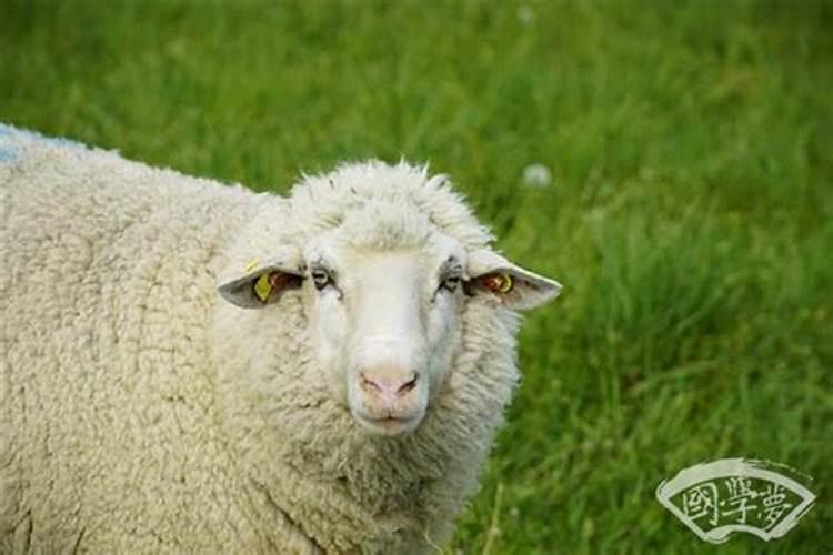 1982属羊一生运程