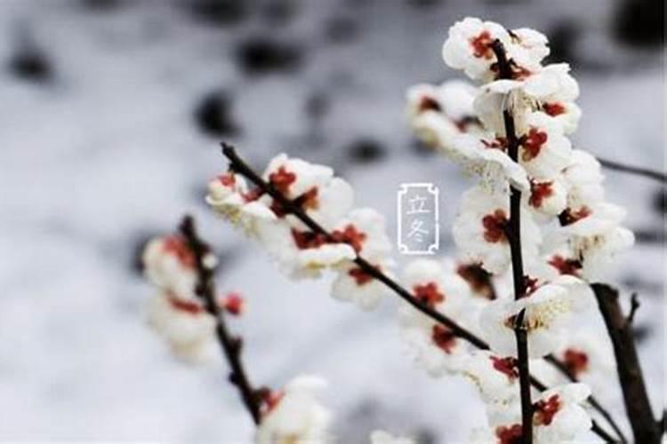 哪一天是立冬？