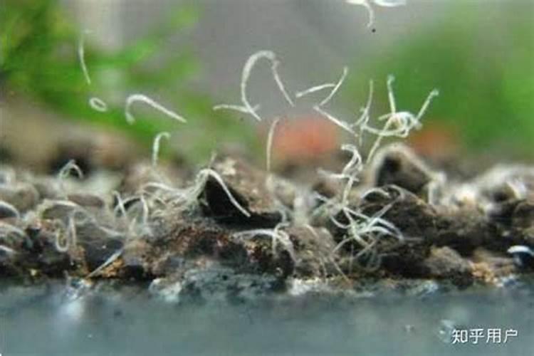 梦见很细很长的虫子