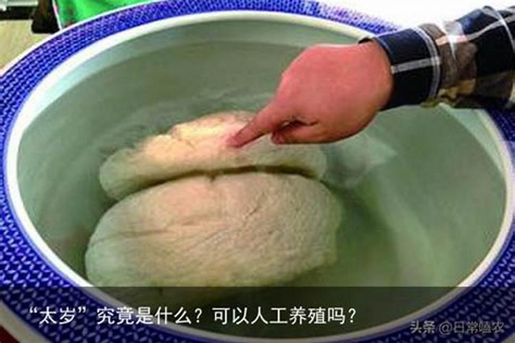 太岁可以人工培植吗？