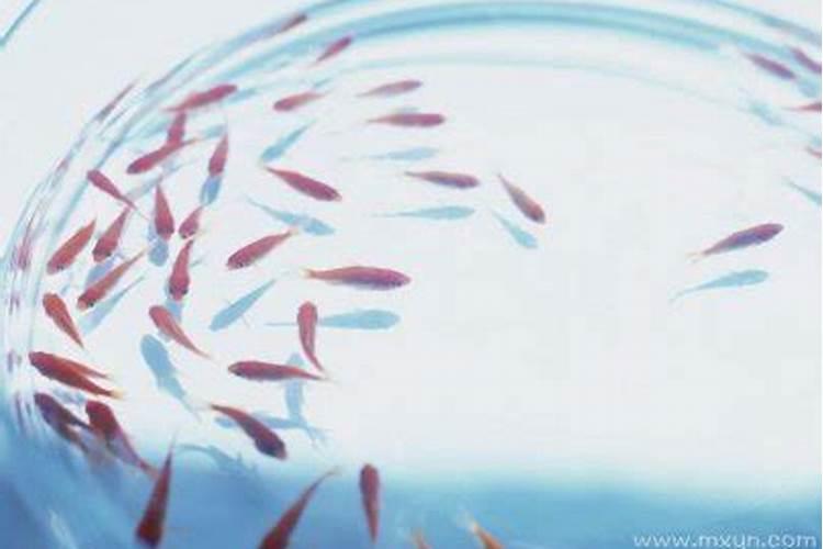 梦见好多鱼在水里游是胎梦吗？