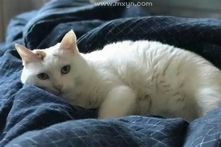 梦见猫怎么也赶不走？