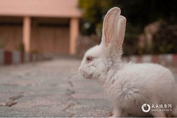 属兔本命年可以穿红色吗女？