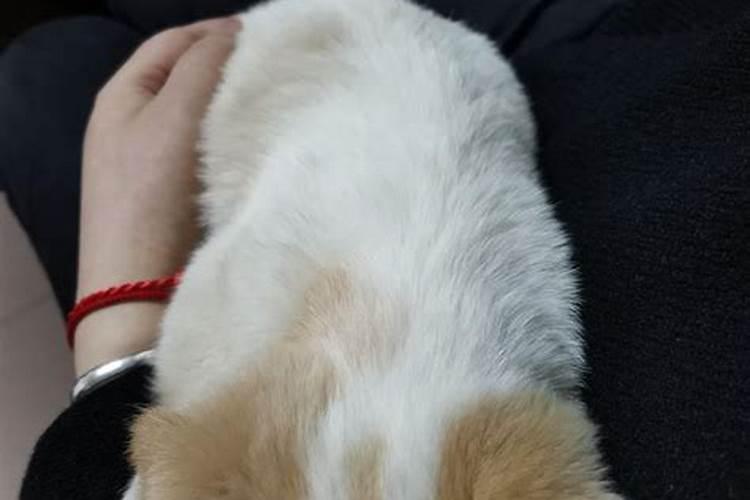 梦到狗狗一直粘着我