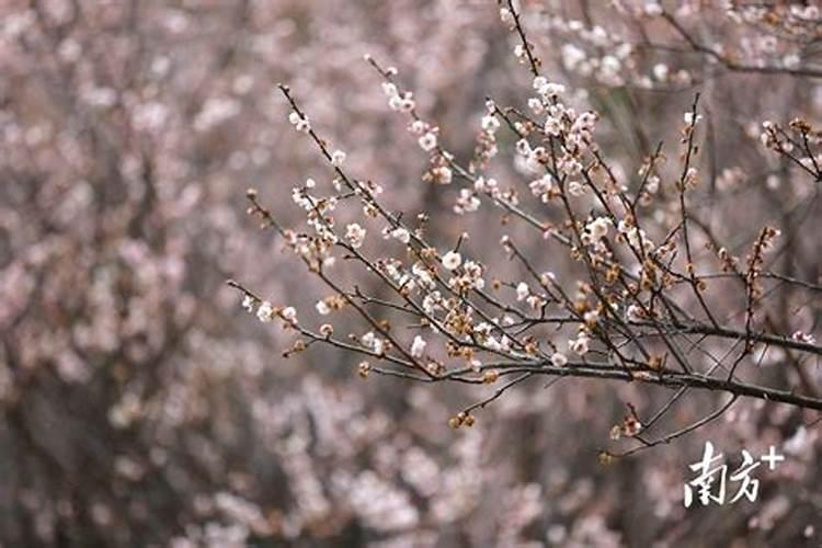 腊月梅花相送思情意思