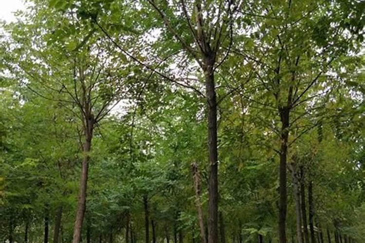 做法事为什么要用槐树？