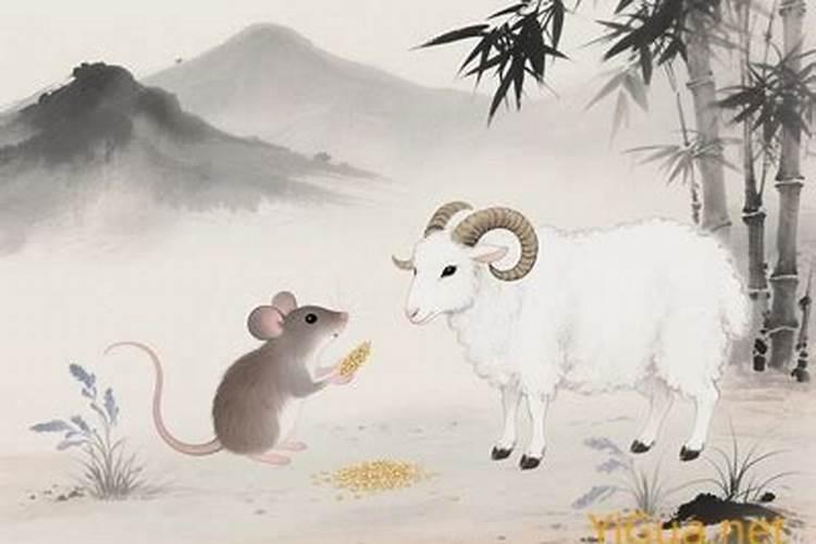 属羊和属鼠的合婚吗？