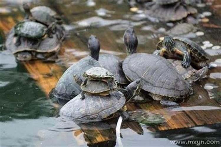 梦到小乌龟在水里游是什么意思？