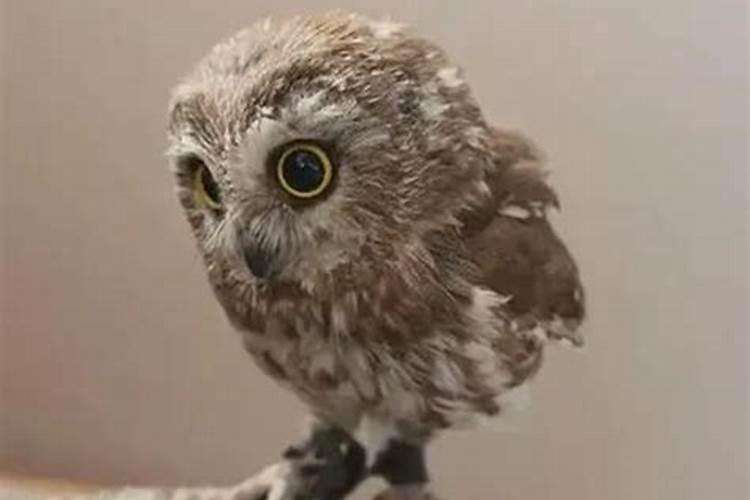 梦见猫头鹰说明什么？