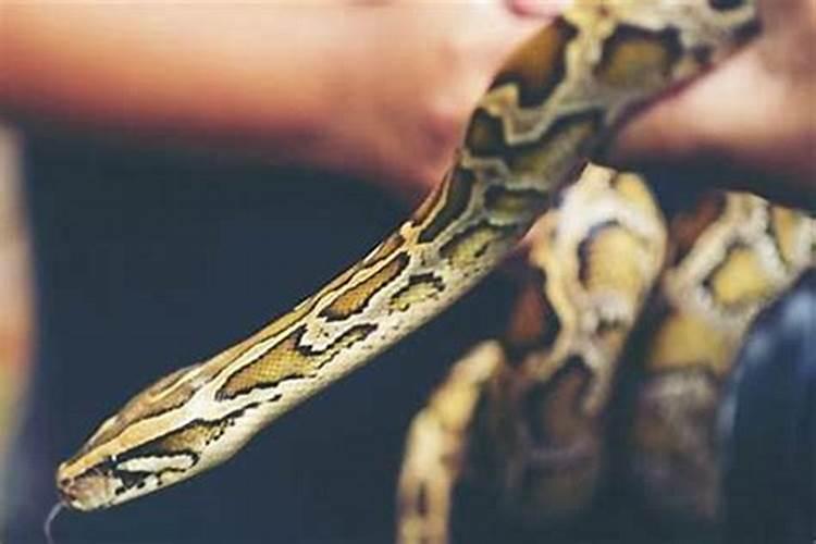 梦见巨蟒是怎么回事儿？